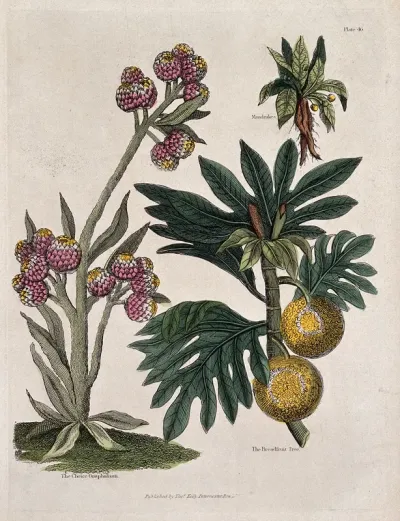 A cudweed plant (Gnaphalium species), mandrake plant (Mandragora officinarum) and breadfruit tree (Artocarpus atilis)
