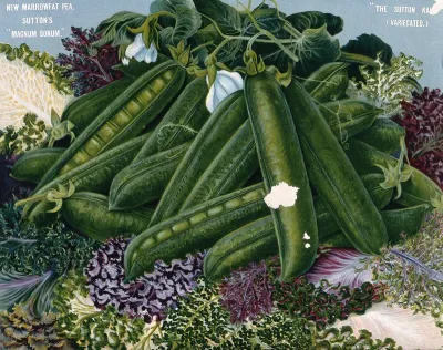 A cultivar of garden pea (Pisum sativum) and of variegated kale (Brassica oleracea acephala)