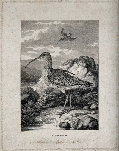A curlew (wading bird) is standing on the river bank while another one is descending from the air onto the shore