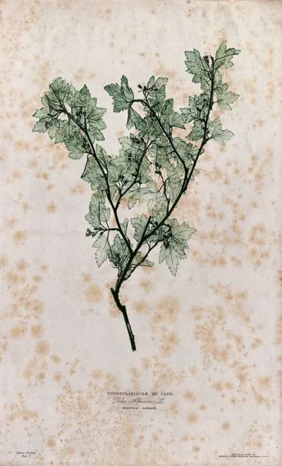 A currant plant (Ribes alpinum): fruiting stem