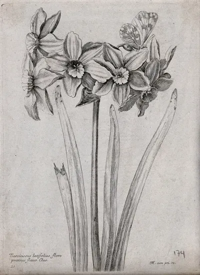 A daffodil (Narcissus species): flowering stem with a butterfly