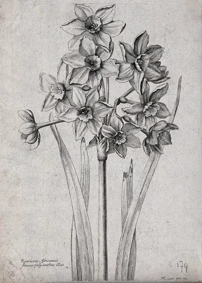 A daffodil (Narcissus species): flowering stem