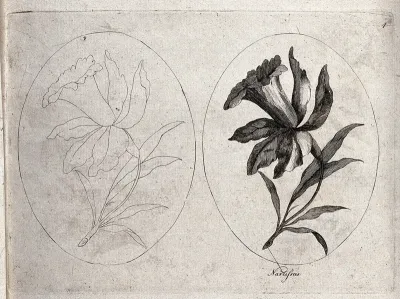 A daffodil (Narcissus species): two flowering stems, one in outline only