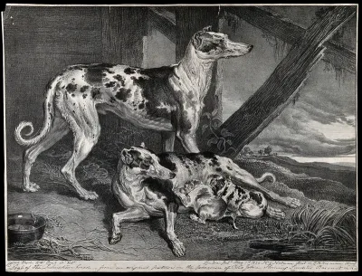 A Dalmatian bitch is suckling her two puppies while another dalmatian dog stands behind her