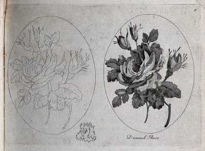 A damask rose (Rosa damascena): two flowering stems, one in outline only