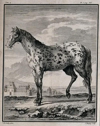 A dappled horse; a farmhouse in the background