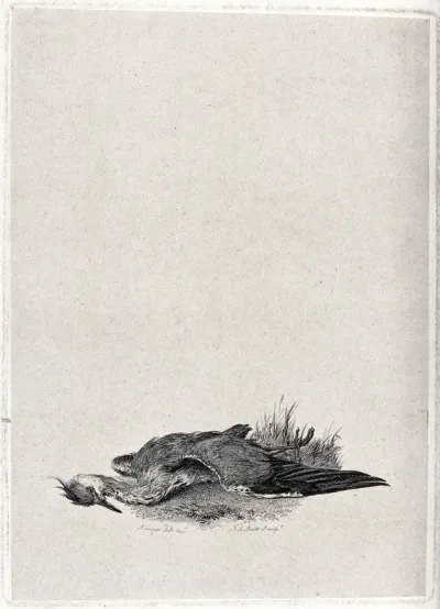 A dead and decaying heron lying on the ground