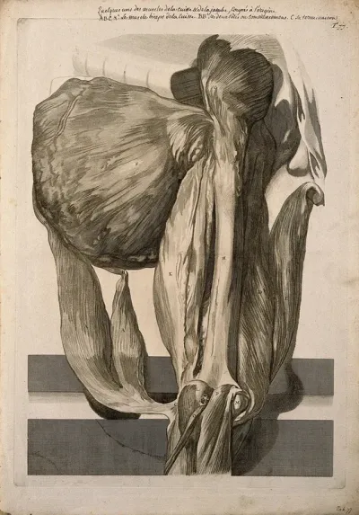 A deep dissection of the muscles of the thigh, seen from the back