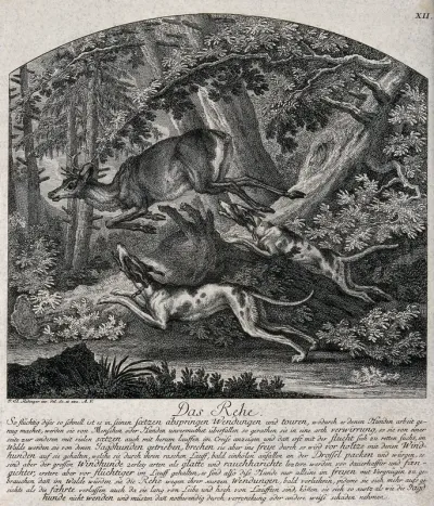 A deer is leaping over a tree trunk in its way chased by two hounds