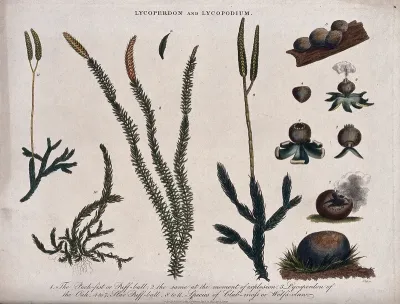 A dehiscing puffball (Lycoperdon species) and four types of clubmoss (Lycopodium species)