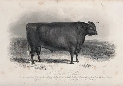 A Devon bull. Etching by E. Hacker, ca 1849, after W.H. Davis
