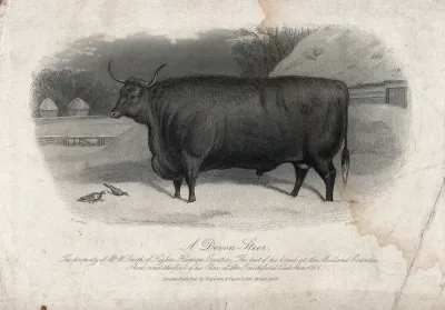A Devon steer. Etching by E. Hacker, ca 1869, after E. Corbet