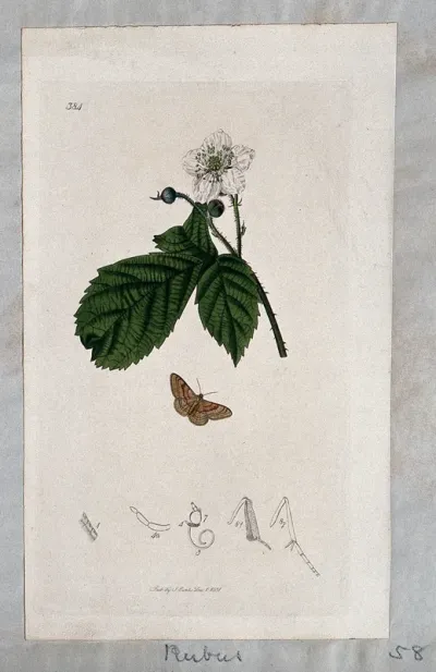 A dewberry plant (Rubus caesius) in flower with an associated moth and its anatomical segments