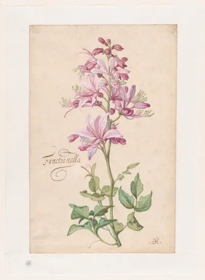 A Dictamnus