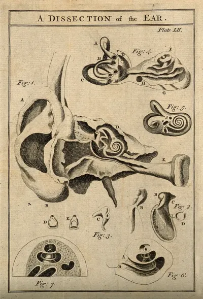 A dissection of the ear: seven figures