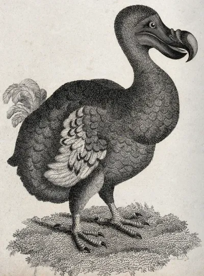 A dodo. Etching by J. Le Keux