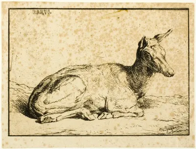 A Doe