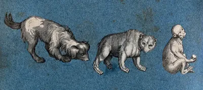 A dog, a bear and a monkey