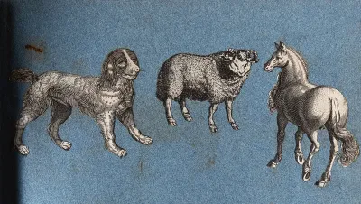 A dog, a sheep and a horse