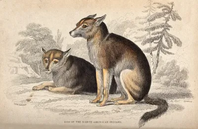 A dog (coyote?) sitting in a North American forest: two views