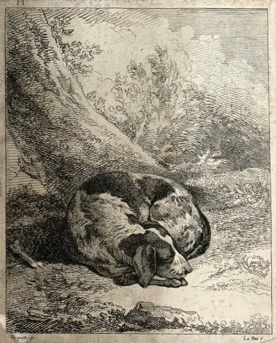 A dog curled up and asleep under a tree
