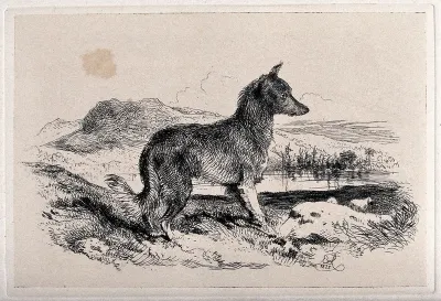 A dog in a landscape, facing right
