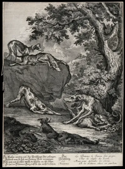 A dog is sitting with its forelegs over a just bagged hare outside a forest while he is surrounded by dogs on the ground and on a rock