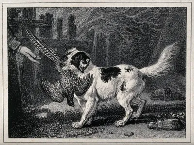 A dog retrieving fowl to its owner