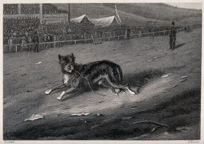 A dog running along a race-course with a crowd looking on