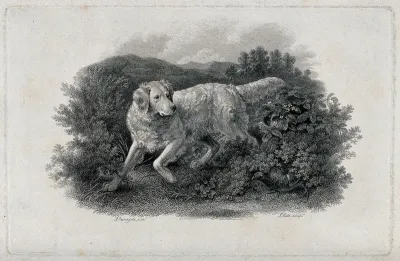 A dog searching for a game-bird hiding under a bush on the heath