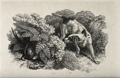 A dog searching in the undergrowth for a dead fowl hidden by large leaves