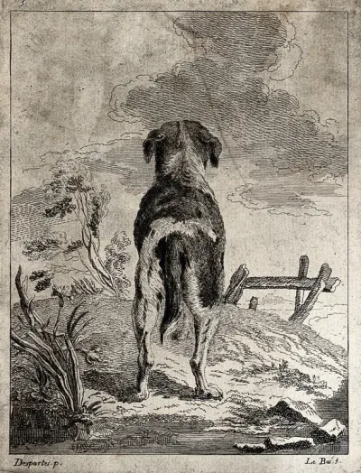 A dog seen from behind looking up to the clouds
