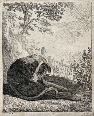 A dog sitting on a meadow licking and cleaning itself