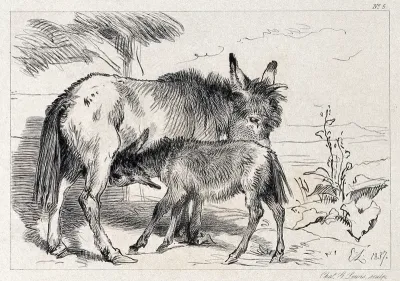 A donkey and its suckling foal