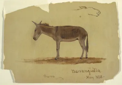 A Donkey, Baranquilla, Columbia, May