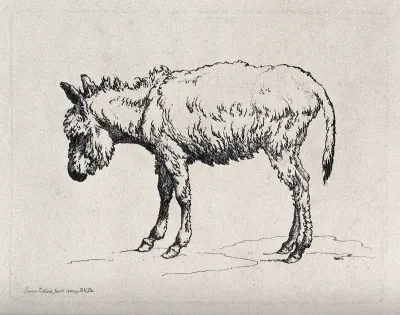 A donkey. Etching by R. Hills