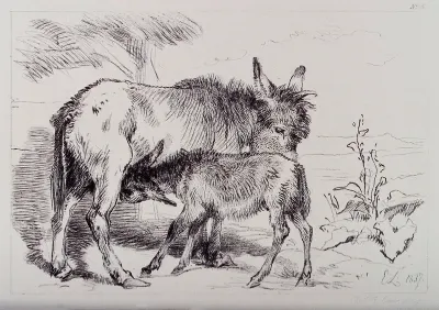 A donkey licking its foal while it is feeding