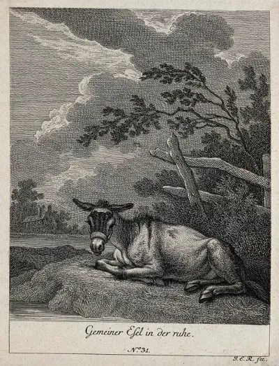 A donkey resting in a paddock