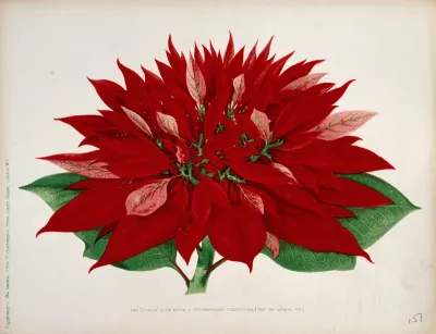 A double flowered poinsettia (Euphorbia pulcherrima): flowering stem