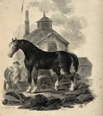 A dray horse standing in front of the dray with the drayman sitting on the cart