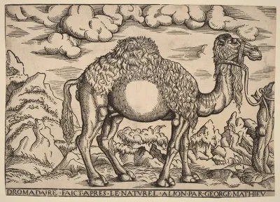 A Dromedary