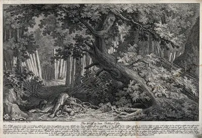 A dying wolf in a gin-trap in the forest