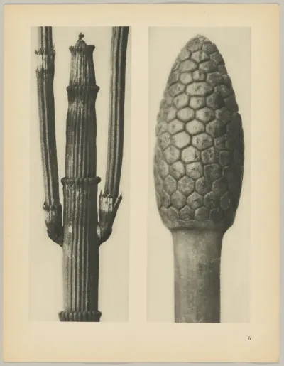 a Equisetum hiemale; b Equisetum arvense