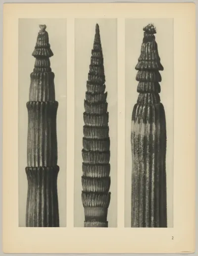 a Equisetum hiemale; b Equisetum maximum; c Equisetum hiemale