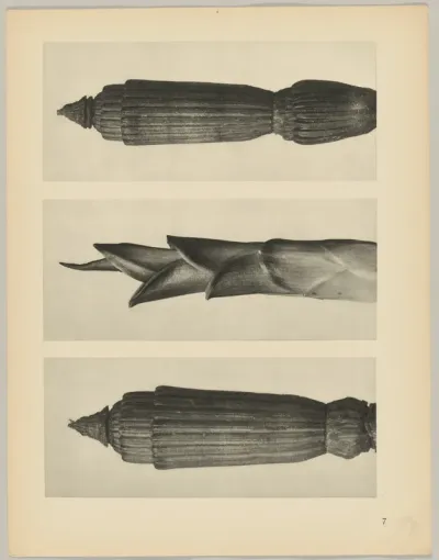 a Equisetum hiemale; b Hosta japonica; c Equisetum hiemale