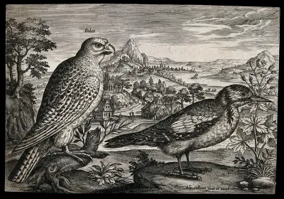 A falcon and woodpecker set in natural surroundings