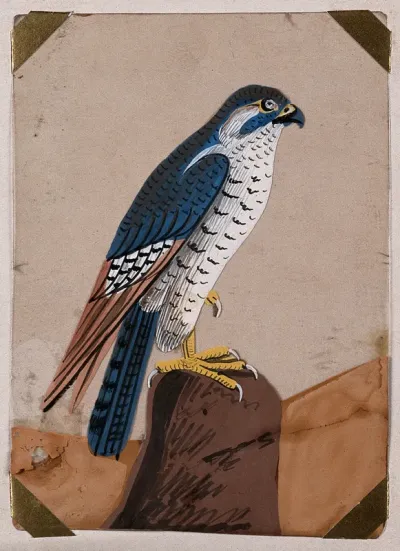 A falcon perched on top of a rock