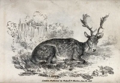 A fallow deer with small branched antlers is resting on a meadow