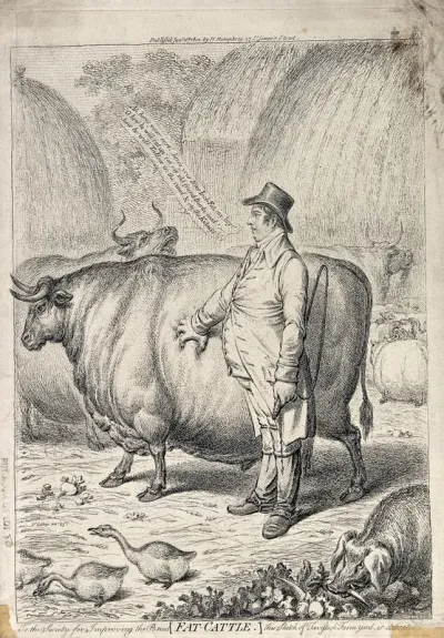 A fat judge pinching and admiring the fat on the side of a fat bullock