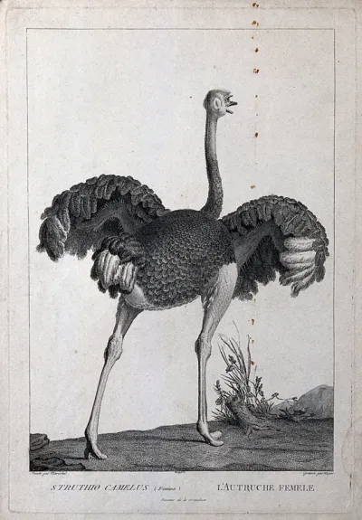 A female ostrich (Struthio camelus)